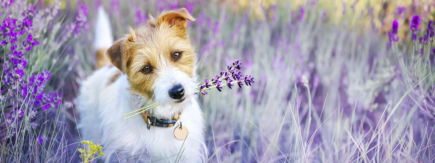 Use of Essential Oils Around Dogs and Cats