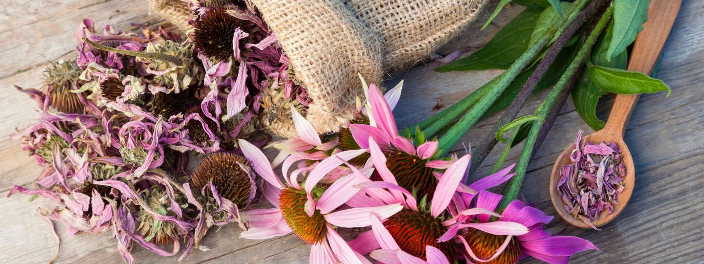 Echinacea Species And Their Active Ingredients