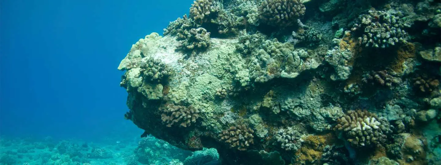 Coral Calcium FAQs