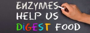 More About Digestive Enzymes