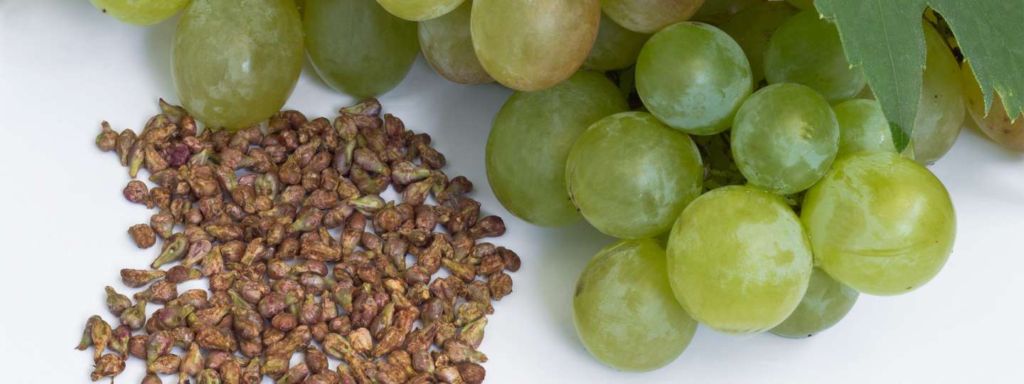 More About Grape Seed Extract