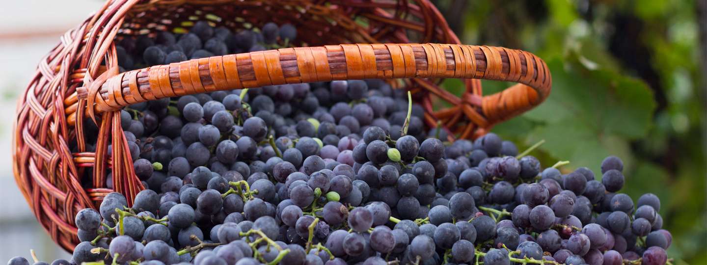 More About Resveratrol