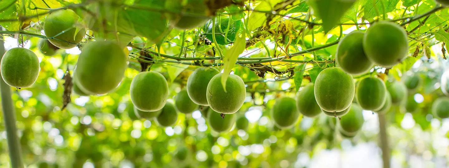 What Is Organic Monk Fruit Sweetener? FAQs